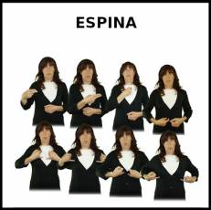 ESPINA - Signo