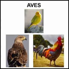 AVES - Foto