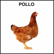 POLLO - Foto