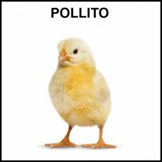POLLITO - Foto