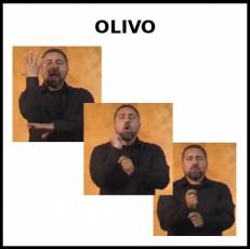 OLIVO - Signo