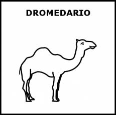 DROMEDARIO - Pictograma (blanco y negro)