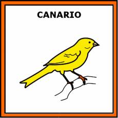 CANARIO - Pictograma (color)