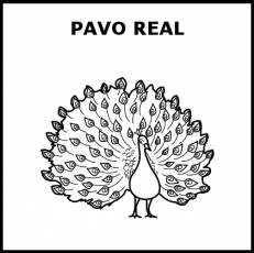 PAVO REAL - Pictograma (blanco y negro)
