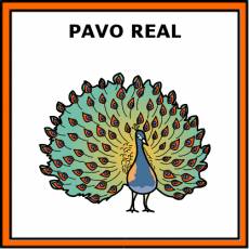 PAVO REAL - Pictograma (color)
