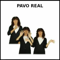 PAVO REAL - Signo