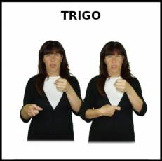 TRIGO - Signo