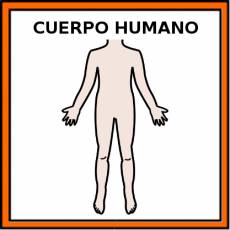 CUERPO HUMANO - Pictograma (color)