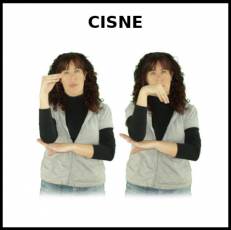 CISNE - Signo