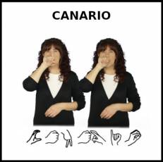 CANARIO - Signo