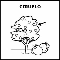 CIRUELO - Pictograma (blanco y negro)