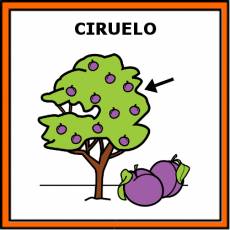 CIRUELO - Pictograma (color)