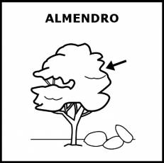 ALMENDRO - Pictograma (blanco y negro)