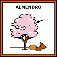 ALMENDRO - Pictograma (color)