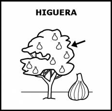 HIGUERA - Pictograma (blanco y negro)