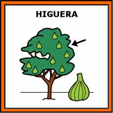 HIGUERA - Pictograma (color)