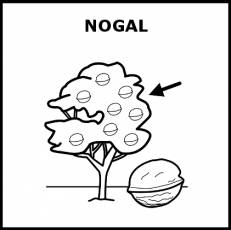 NOGAL - Pictograma (blanco y negro)