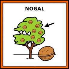 NOGAL - Pictograma (color)