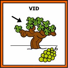 VID - Pictograma (color)