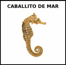 CABALLITO DE  MAR - Foto