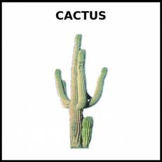 CACTUS - Foto