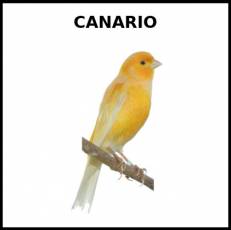CANARIO - Foto