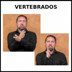 VERTEBRADOS - Signo