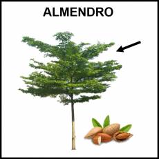 ALMENDRO - Foto