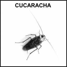 CUCARACHA - Foto