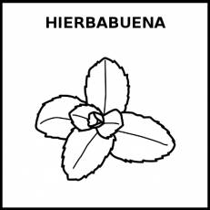 HIERBABUENA - Pictograma (blanco y negro)