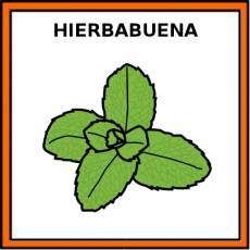 HIERBABUENA - Pictograma (color)