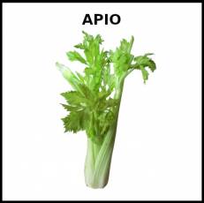 APIO - Foto