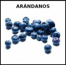 ARÁNDANOS - Foto