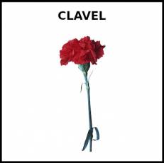 CLAVEL - Foto