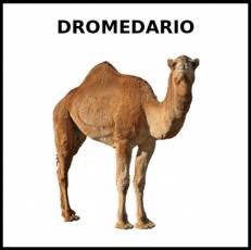 DROMEDARIO - Foto