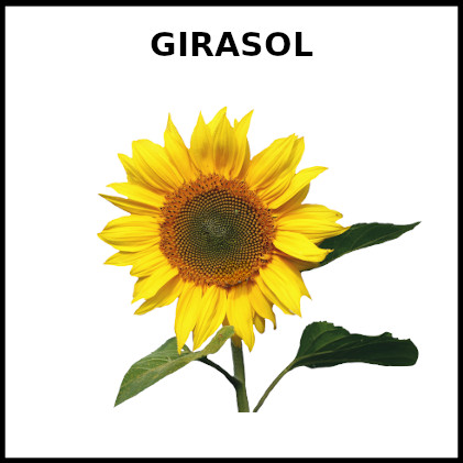 GIRASOL | EducaSAAC