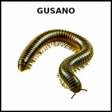 GUSANO - Foto