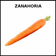 ZANAHORIA - Foto