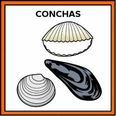 CONCHAS - Pictograma (color)