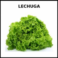 LECHUGA - Foto