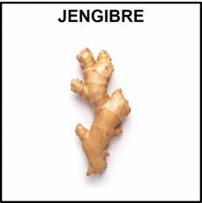 JENGIBRE - Foto