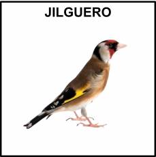 JILGUERO - Foto