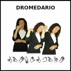 DROMEDARIO - Signo