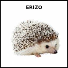 ERIZO - Foto
