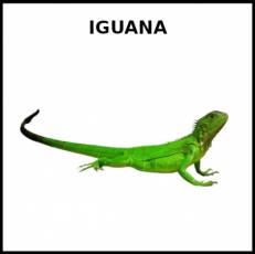 IGUANA - Foto
