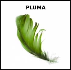 PLUMA - Foto