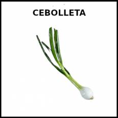 CEBOLLETA - Foto