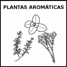 PLANTAS AROMÁTICAS - Pictograma (blanco y negro)