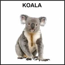 KOALA - Foto