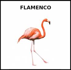 FLAMENCO (AVE) - Foto